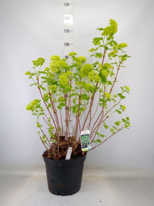 <h4>Viburnum opulus 'Roseum'</h4>