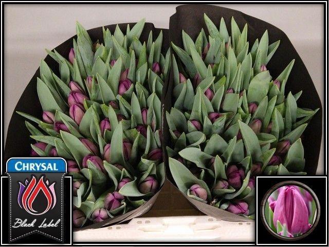 <h4>TU EN BULLIT</h4>