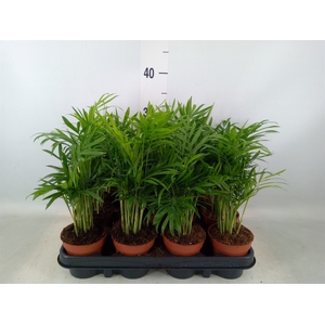 Chamaedorea elegans