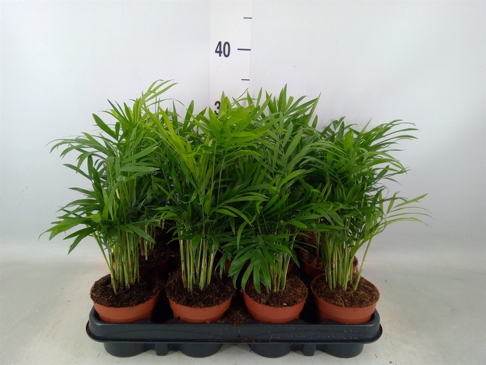<h4>Chamaedorea elegans</h4>