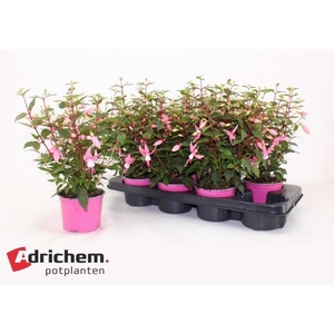 FUCHSIA B F LISA