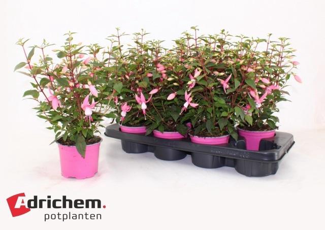 <h4>FUCHSIA B F LISA</h4>