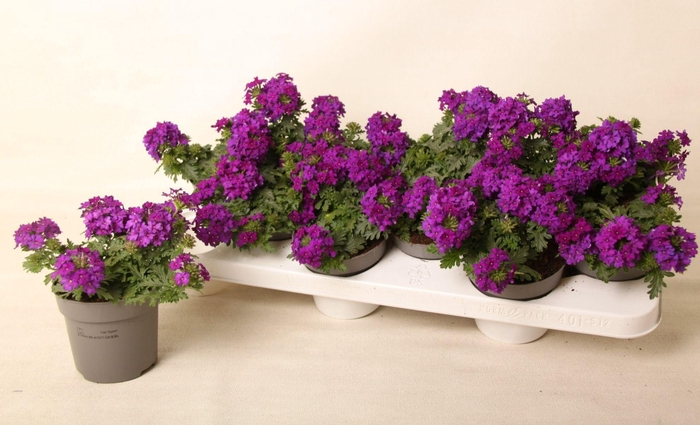 <h4>Verbena Drums Blue</h4>