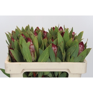 PROTEA ROBIJN