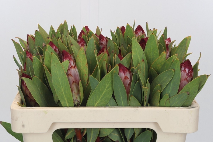 <h4>PROTEA ROBIJN</h4>