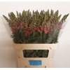 Antirrhinum Po Rose