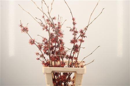 <h4>Hama Diane Red</h4>