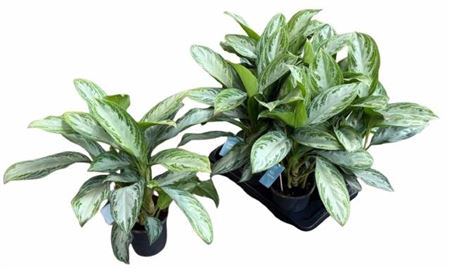 <h4>Aglao Silver Bay 17cm Pot</h4>