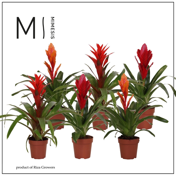 <h4>Bromelia</h4>