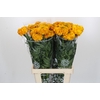 Tagetes Marigold Promise Orange