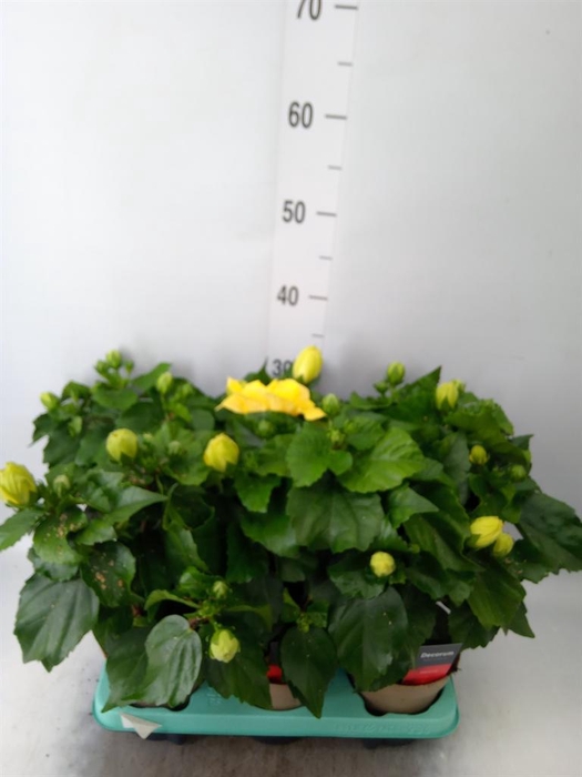 <h4>Hibiscus rosa-sin. 'Koenig'</h4>