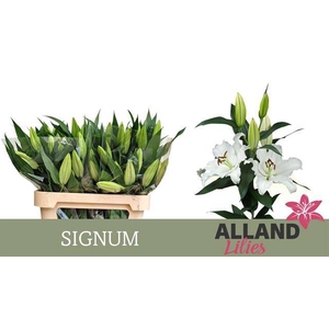 Li Or Signum  1 pit