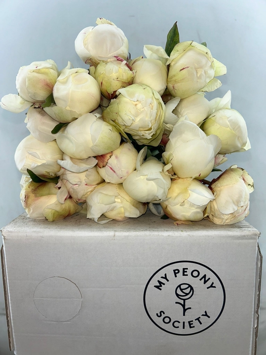 <h4>Paeonia Dr F.G. Brethour</h4>