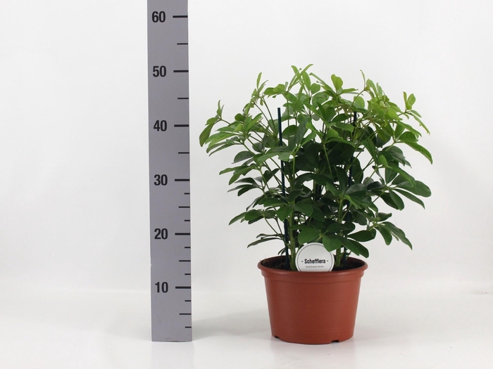 <h4>SCHEF AR NORA</h4>