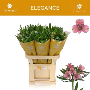 Alstroemeria Elegance 60 gr