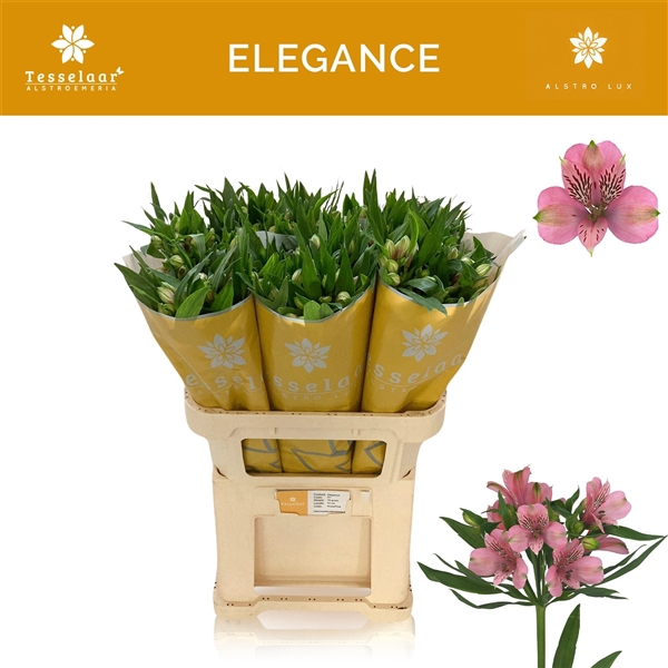 <h4>Alstroemeria Elegance 60 gr</h4>