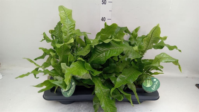 Microsorum musifolium 'Crocodyllus'