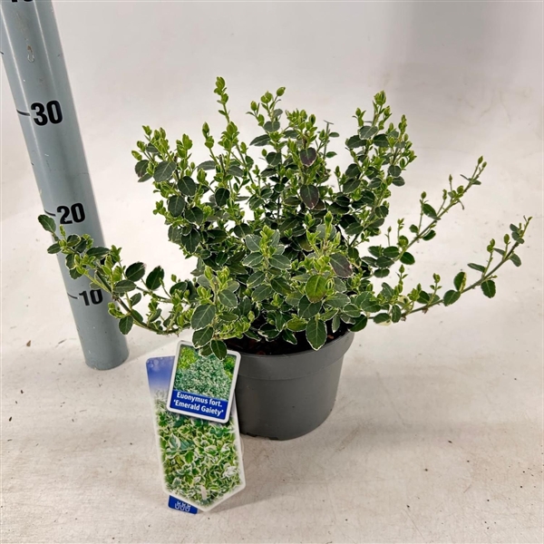 <h4>Euonymus fort. 'Emerald Gaiety'</h4>