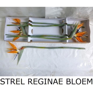 Strel Reginae Bloem
