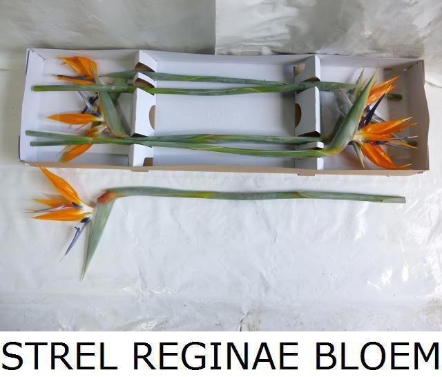 <h4>Strel Reginae Bloem</h4>