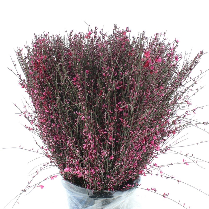 <h4>Ginster Cerise Light P Bunch 400gram</h4>