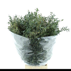 EUC PARVIFOLIA P BS
