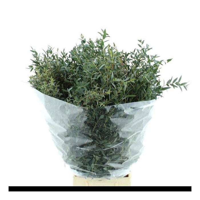 <h4>EUC PARVIFOLIA P BS</h4>
