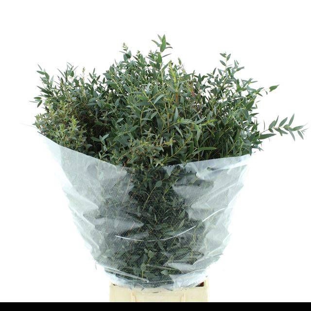 <h4>EUC PARVIFOLIA P BS</h4>