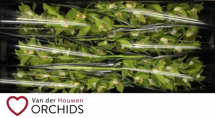 <h4>Nandi Gaint 80 cm</h4>