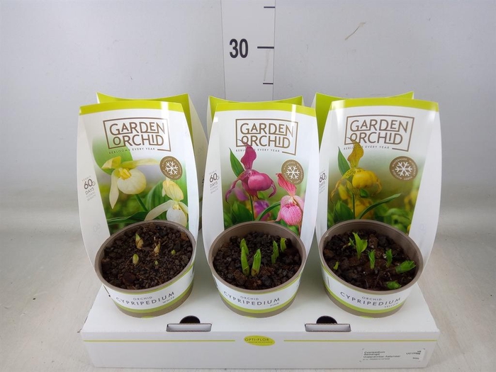 <h4>Cypripedium   ...</h4>