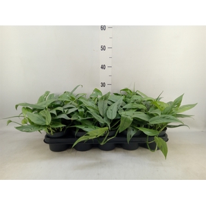 Epipremnum pinn. 'Cebu Blue'