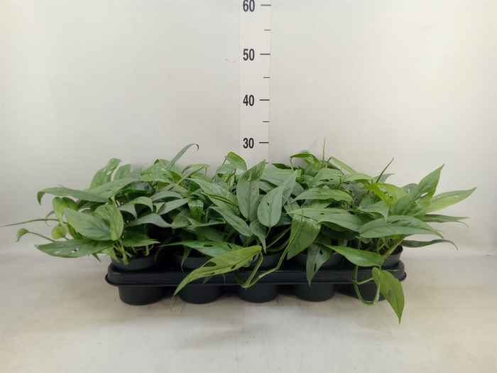 <h4>Epipremnum pinn. 'Cebu Blue'</h4>