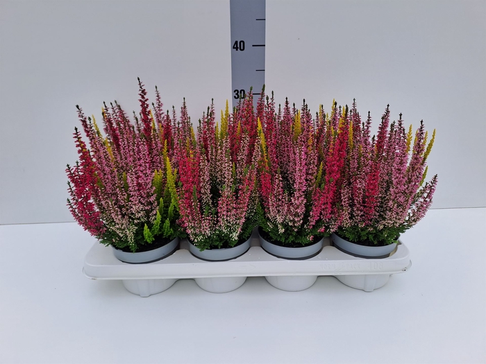 <h4>Calluna vulg. 'Beauty L Starl' ..mx</h4>