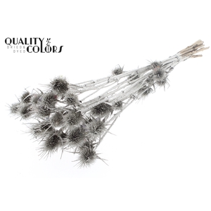 Cardi Distel Natural 10pc/bunch 55cm Platina