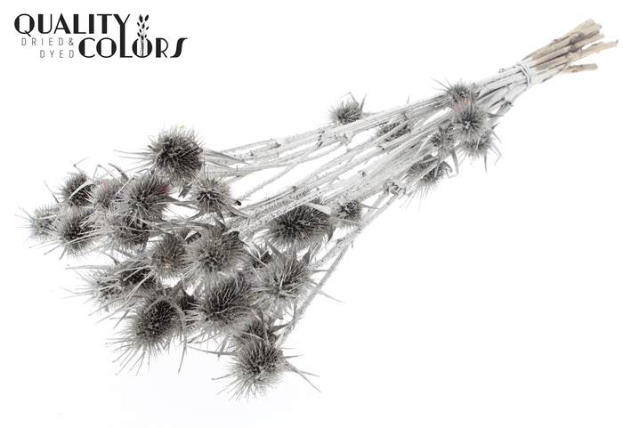 <h4>Cardi Distel Natural 10pc/bunch 55cm Platina</h4>