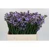 Limonium sinuatum Donau Birds