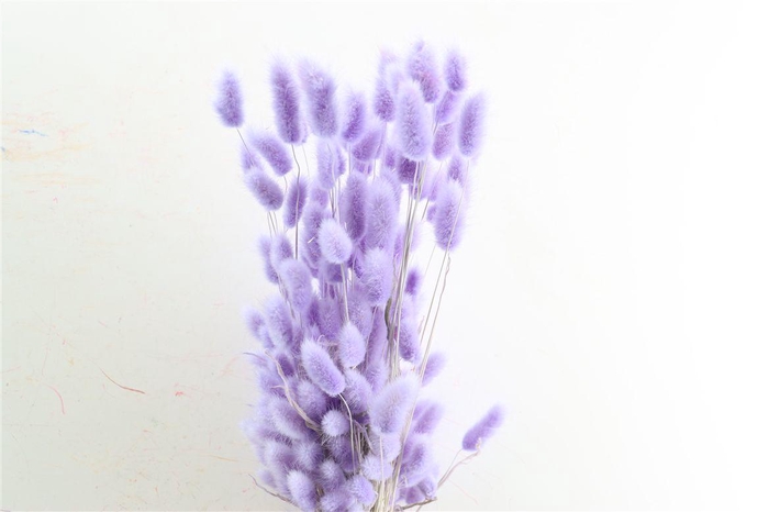 <h4>Dried Lagurus X5 Milka Bunch</h4>