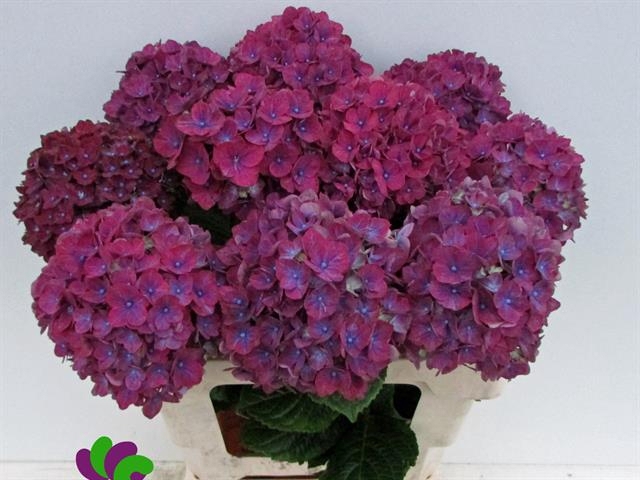 hydrangea Mサイズ 52184 Hydrangea_Black_Steel_Collecti