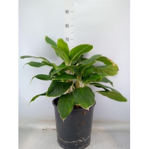 Aglaonema   ...