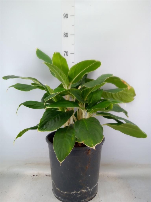 <h4>Aglaonema   ...</h4>