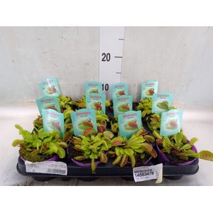 Dionaea muscipula