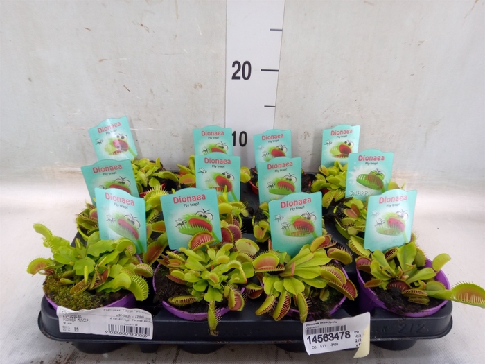 <h4>Dionaea muscipula</h4>