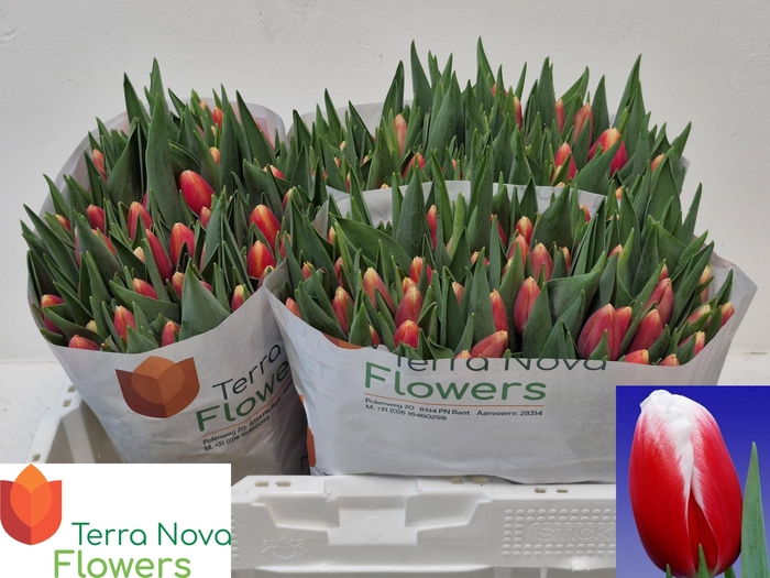 <h4>TU EN ENERGY4ALL</h4>