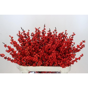 Ilex Verticillata Red