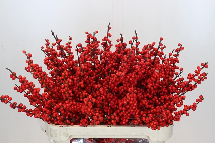 <h4>Ilex Verticillata Red</h4>