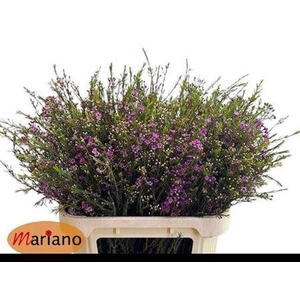 Chame Un Purple Pride