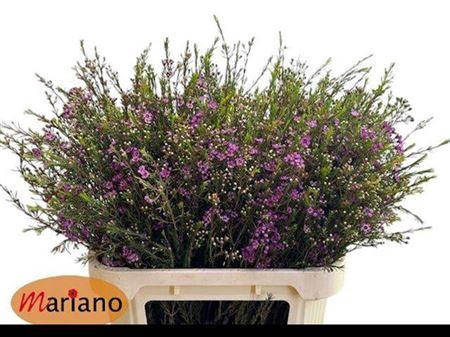 <h4>Chame Un Purple Pride</h4>