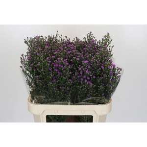 AST ASTEE M BABY PIN