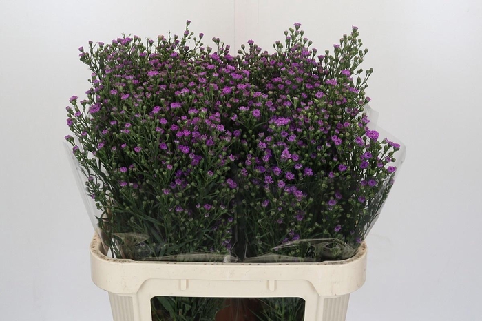 <h4>AST ASTEE M BABY PIN</h4>