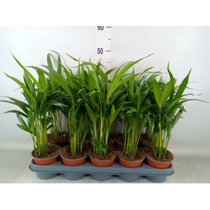 Dypsis lutescens   ...Chrysalidoca